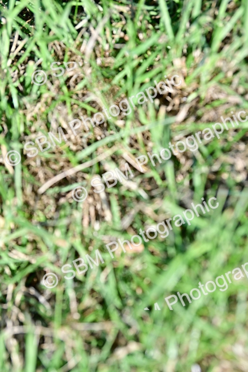 SBM_19557
