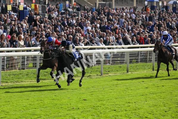 141023-Race 1-Purosangue-0272 - Race 1 1.15pm Coral Rockingham Stakes