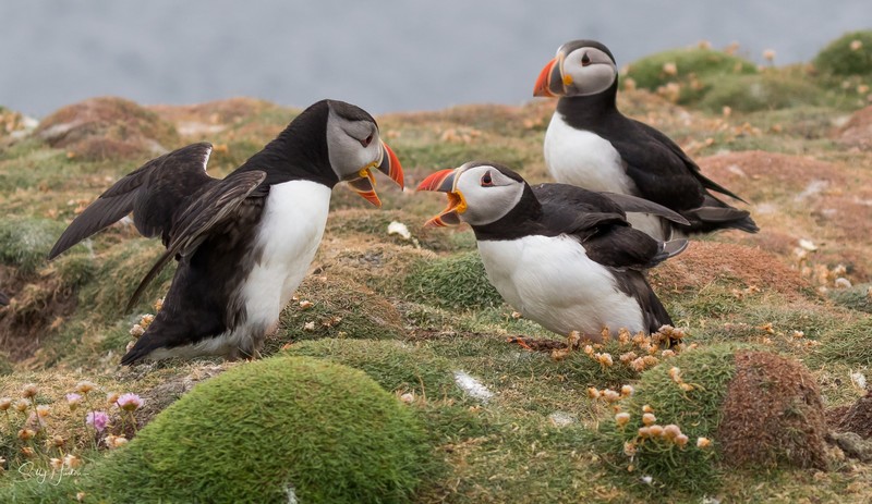 Puffen Fight 2 - Puffins
