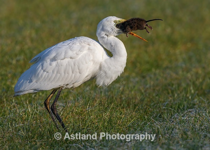 Astland Photography, Bird and Wildlife Images, Susan and Peter Wilson, U.K.