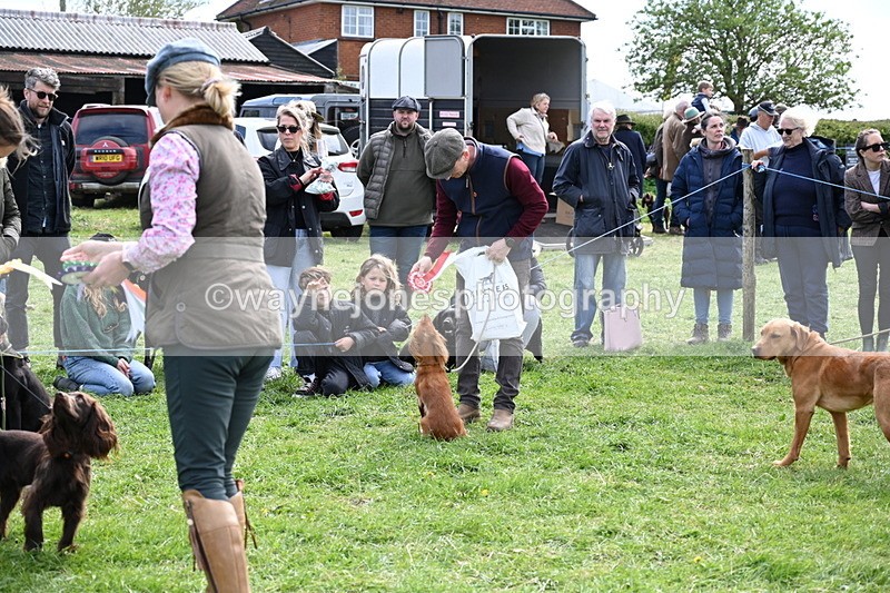 WJ6_9093 - Class 8 Best Working / Gun Dog or Bitch