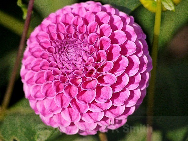 Dahlia Symmetry - MACRO & CLOSE UPS