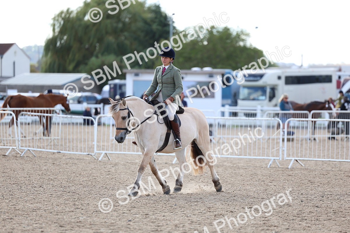 SBM_10865 - Class 305 - Ridden Foreign Breeds - Pure Bred