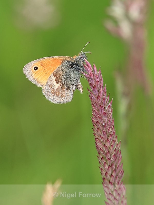Small Heath butterfly, Yorkshire Wolds, Huggate - INSECTS