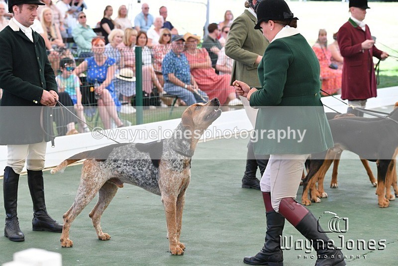 WJ5_0771 - Berks & Bucks at the Great Yorkshire Show 2025