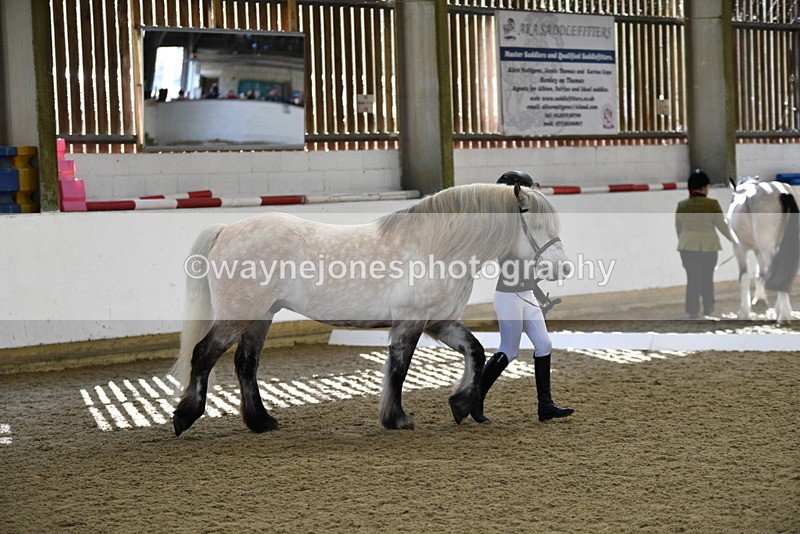 WJ5_4328 - Class 6 In hand M&M - Large Breeds