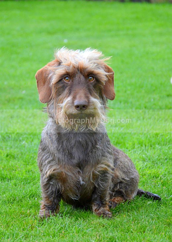  - Dachshunds
