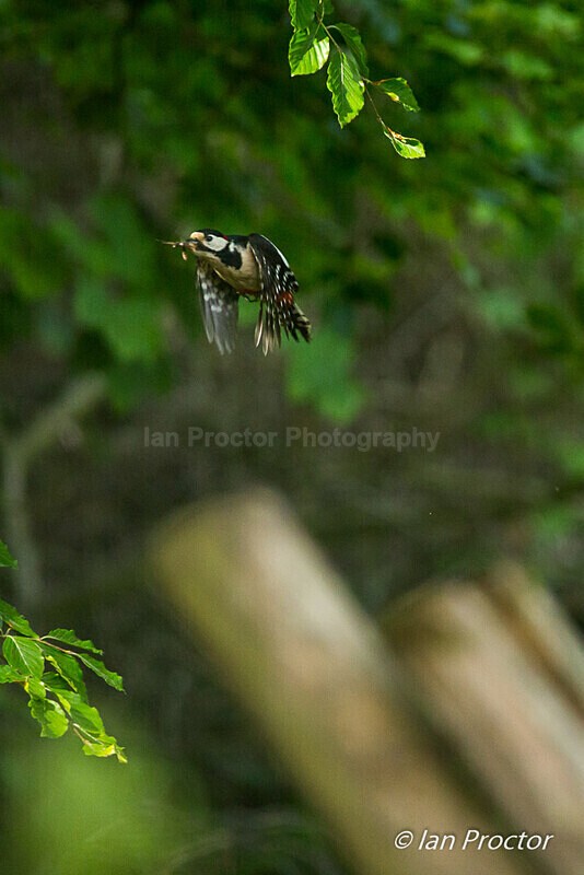 The Busy Parent - Great Spotted Woodpecker 5 of 6 - Nature