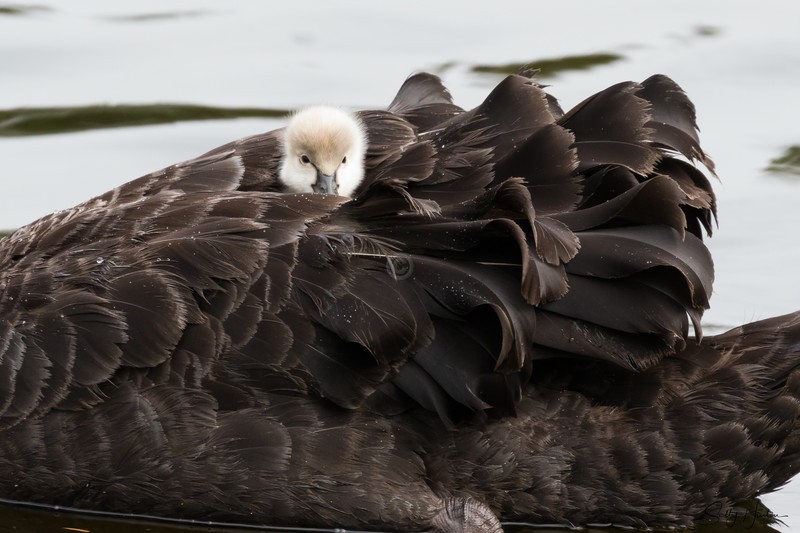 Hitching a Ride 1
