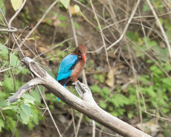 India  X-69 - Wildlife of India