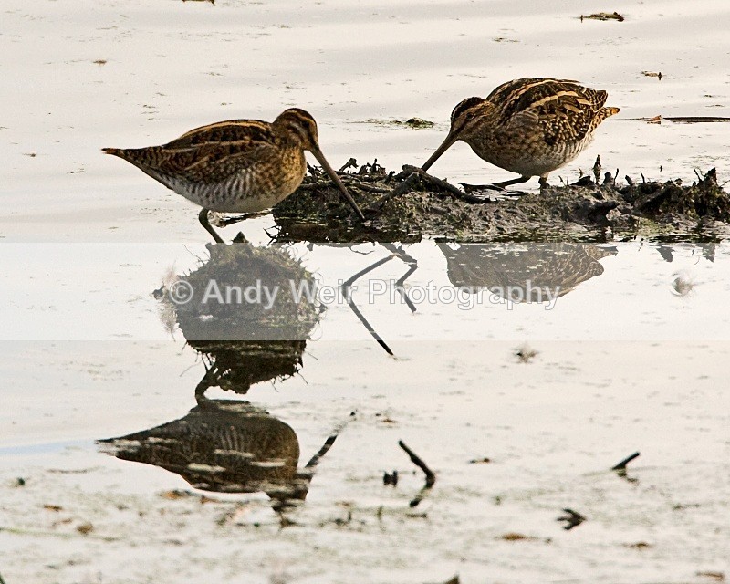 20091017-019 - Common Snipe