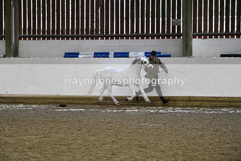 WJ5_5364 - Class 4 In hand M&M - small breeds