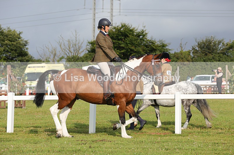 1X9A2831 - Class 25: Ridden Plaited Coloured Horse