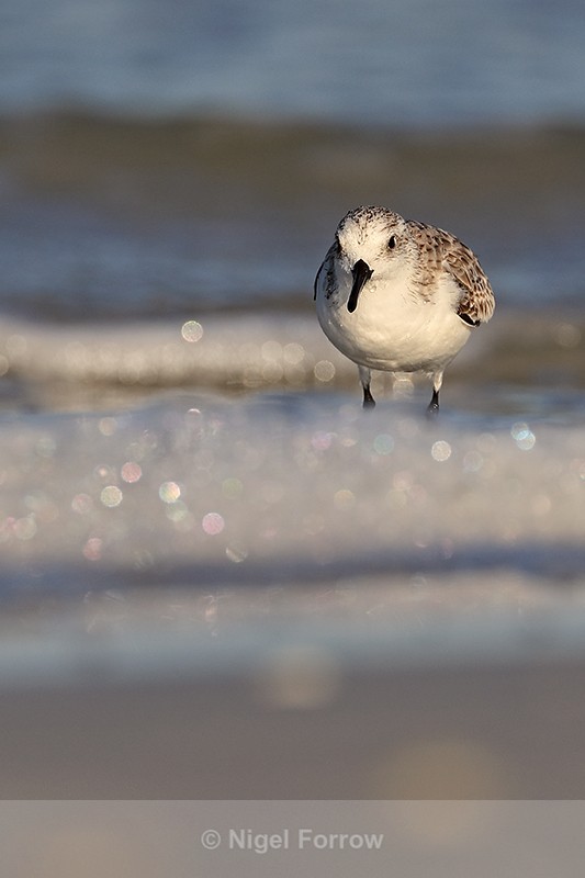 Sanderling standing between waves, Fort De Soto, Florida - Sanderling