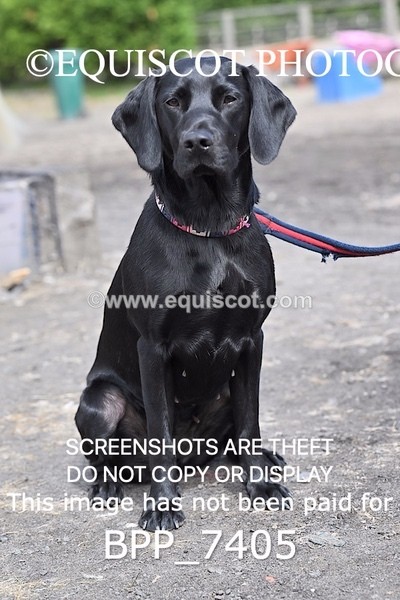 BPP_7405 - BLACK LAB