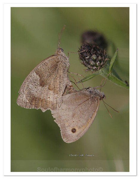 Oneness - Invertebrate's Macro