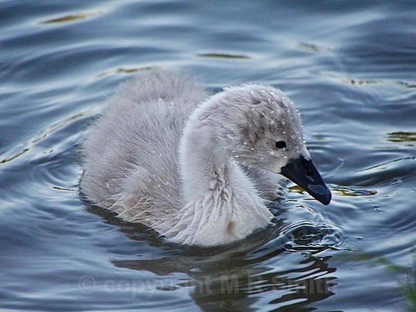 Handsome Cygnet - BIRDS & INSECTS