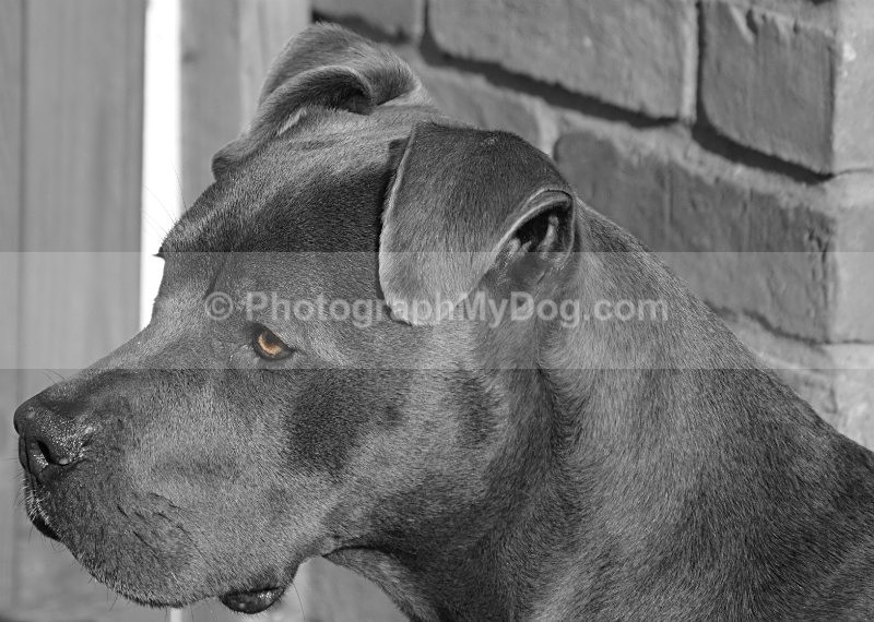  - American Staffordshire Terrier