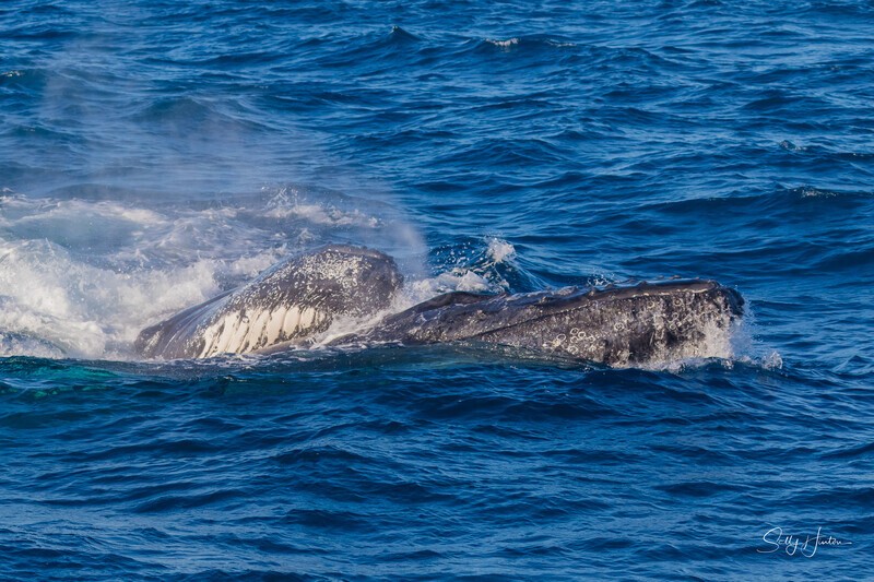 HB Heat Run1. 0A3A6723 - 2025 Hervey Bay Whales