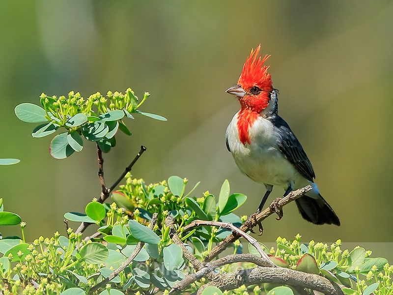 Red-crested Cardinal (adult), Kilauea Point, Kauai - Red-crested Cardinal