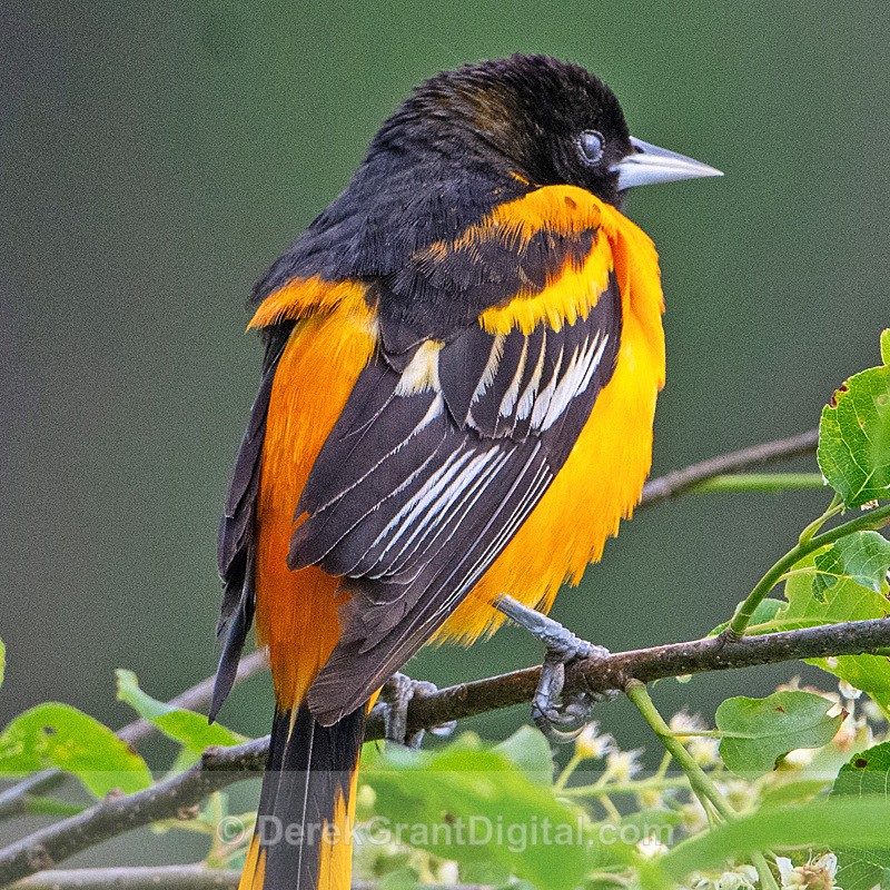 Baltimore Oriole Icterus galbula - Birds of Atlantic Canada