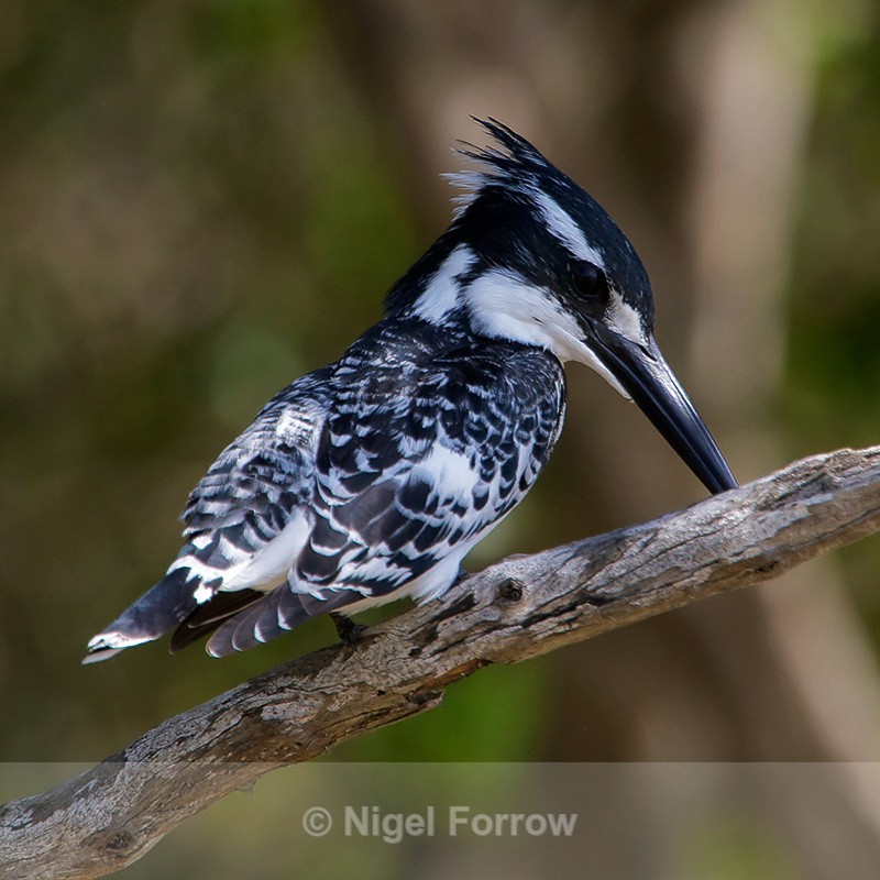 Pied Kingfisher perched on a branch - Pied Kingfisher