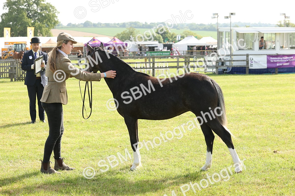 SBM_00692 - Class 6-13 - Mountatin and Moorland In Hand Welsh Breeds
