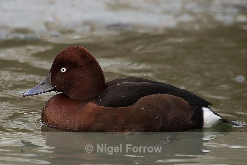 Ferruginous Duck (male) - Ferruginous Duck