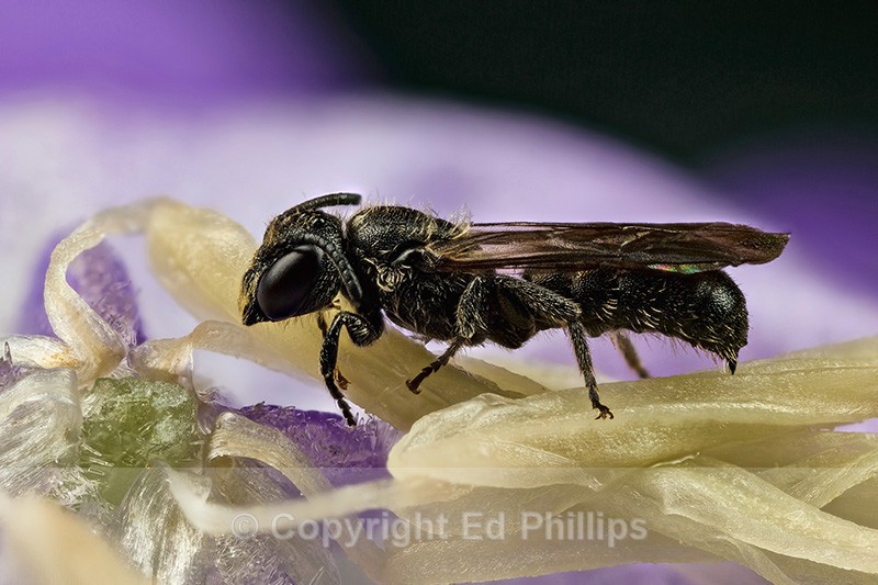 Chelostoma campanularum (m) - Chelostoma campanularum