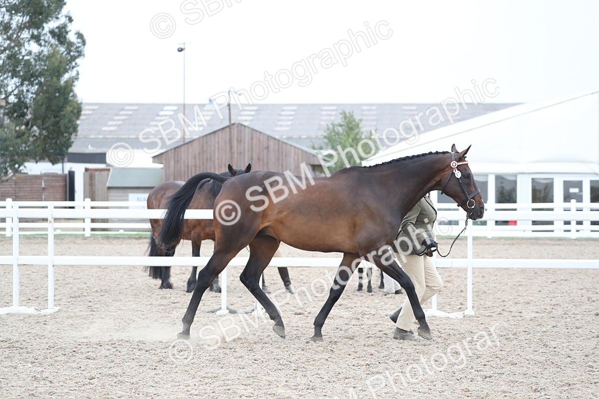 SBM_17889 - Class 317 IH Pure bred Horse/Pony