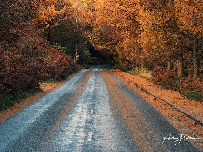 Derwent Valley Autumn - Peak District