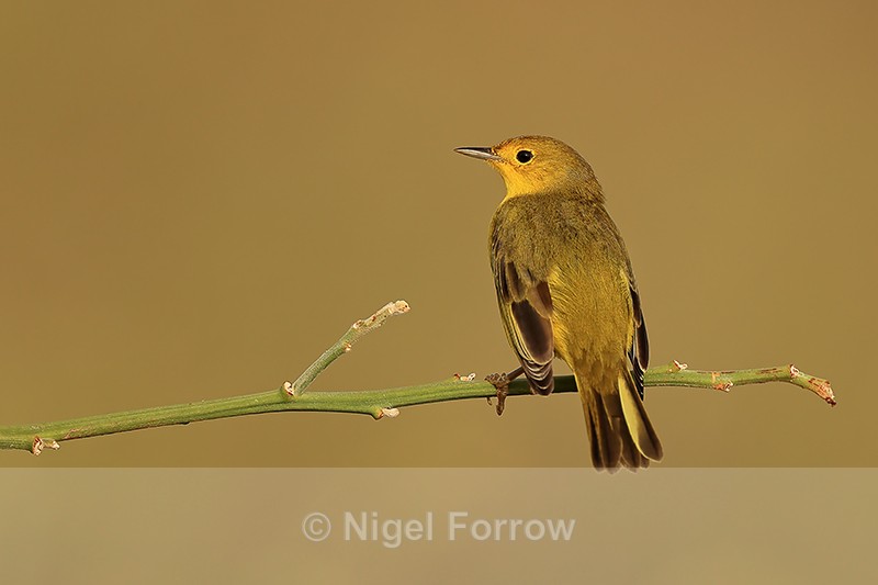 Yellow Warbler perched, Isla Lobos, San Cristobal, Galapagos - Yellow Warbler