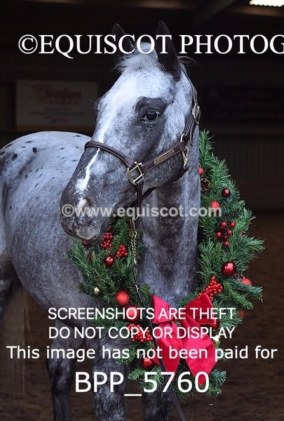 BPP_5760 - Marion West pony 2