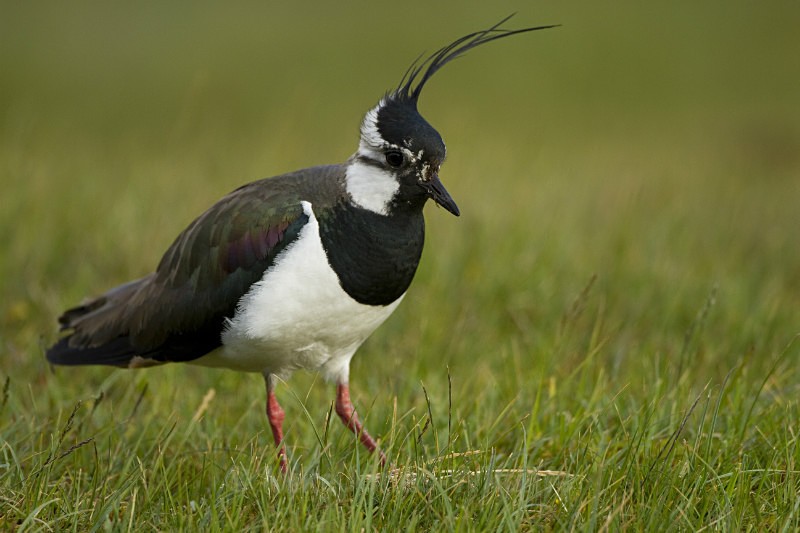LAPWING - THE LAPWING