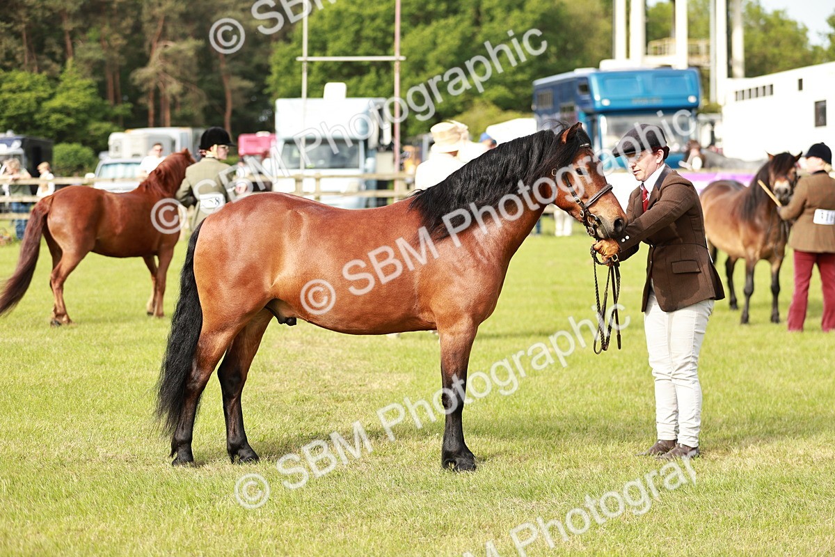 SBM_00474 - Class 14-23 - Mountain & Moorland In Hand Non Welsh