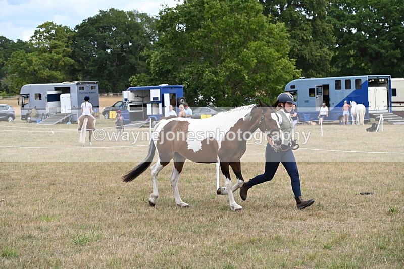 WJ6_5295 - Class 18 In-hand Coloured