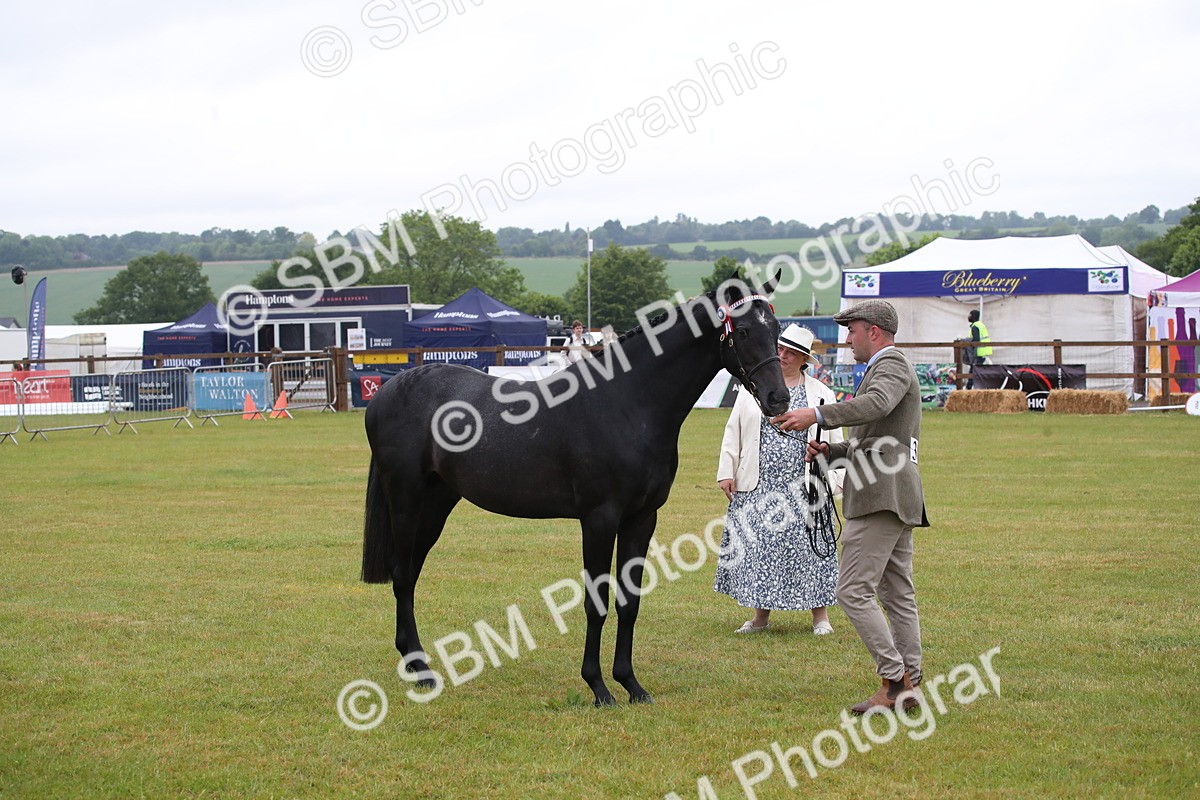 SBM_00060 - Class 17-20 - Arab & Part Bred - Anglo Arab In Hand