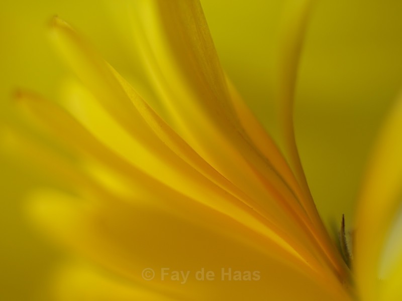  - The Glow of Summer