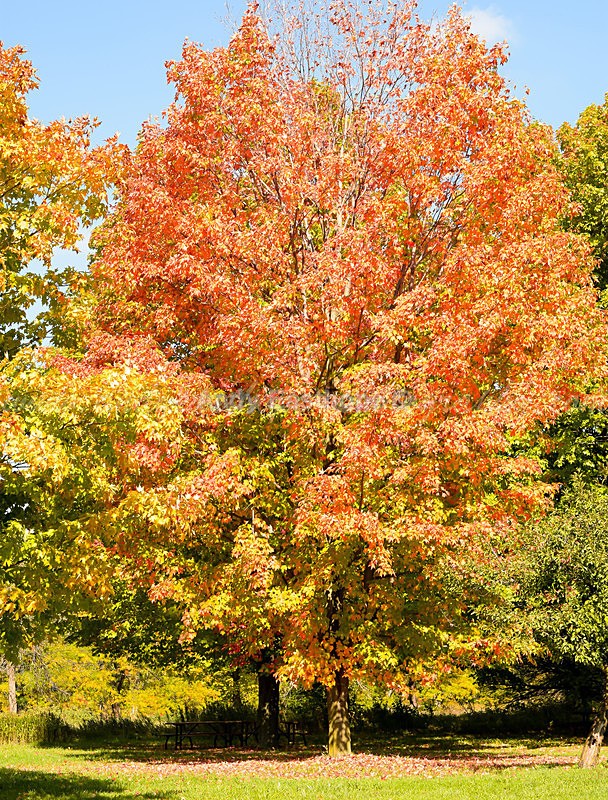 Bronte Park, Burlington - Autumn in Canada