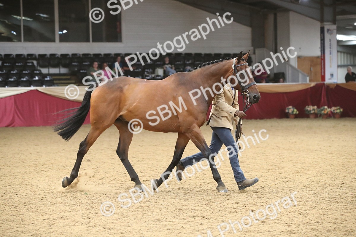 SBM_05680 - Class 9R - Regional IH Pre-Vet