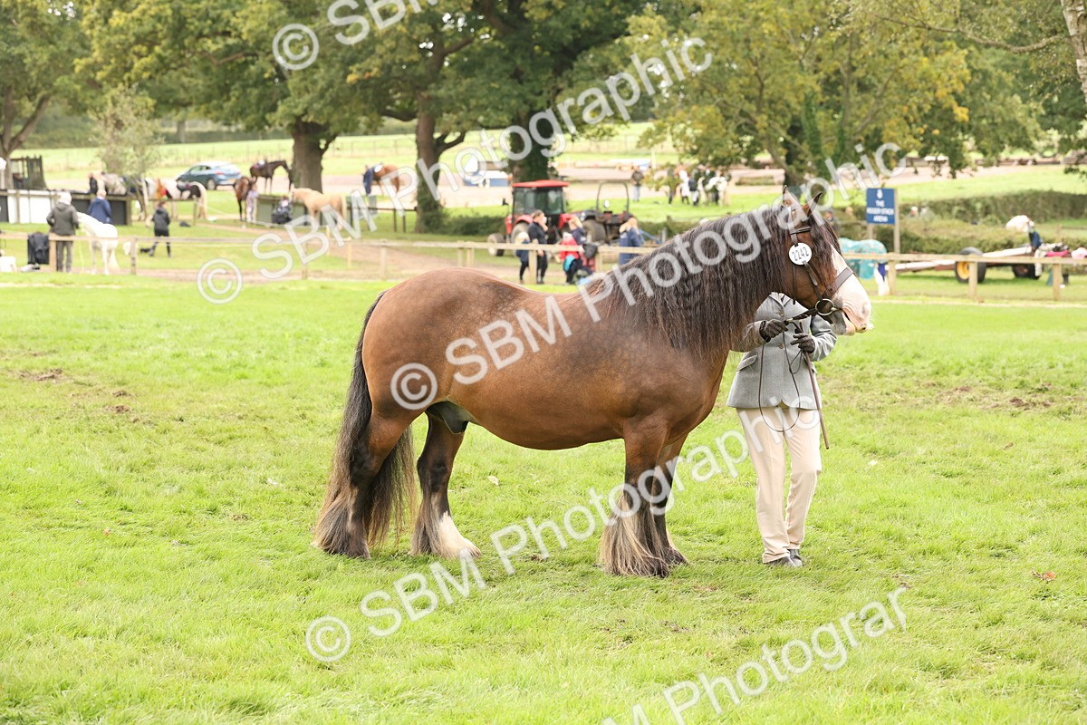 SBM_59259 - S57 - Traditional Cob In Hand