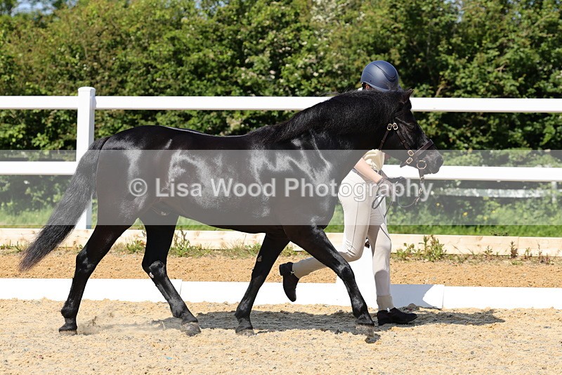 1X9A1113 - Class 9: Open Part Bred