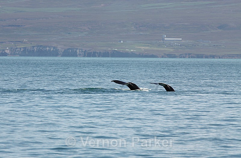 Pair juvenile Humpbacks fluking - Iceland