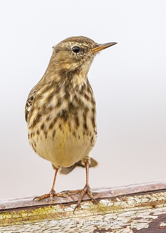 Astland Photography, Bird and Wildlife Images, Susan and Peter Wilson, U.K.