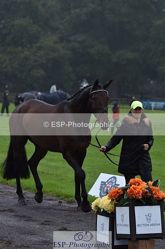 231018-120946-00108 - 012-ROMANY.CRICKET-Nana.Dalton-TrotUp