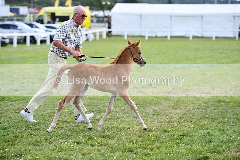 DSC_8513 - Class 69: Pure, Anglo & Part Bred In Hand Arab