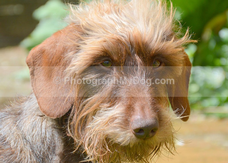  - Dachshunds