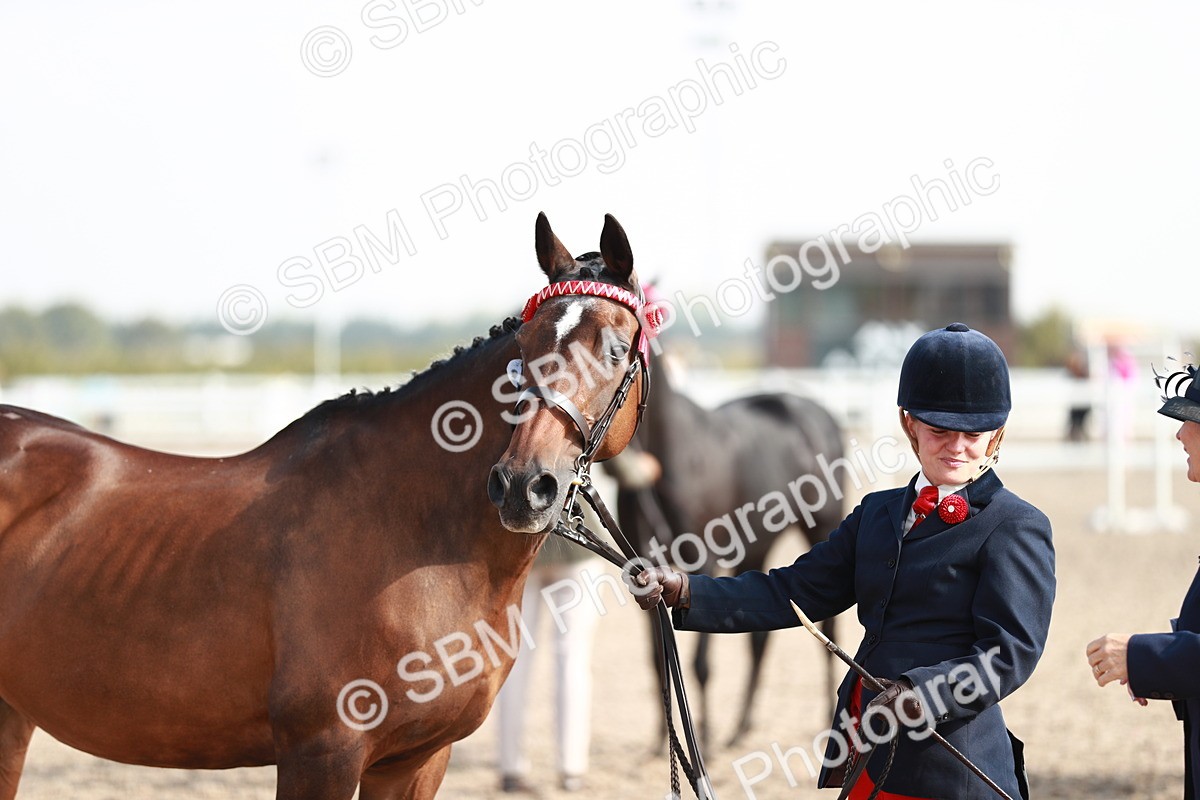 SBM_11105 - Class 205 IH Show Pony/ Show Hunter Pony