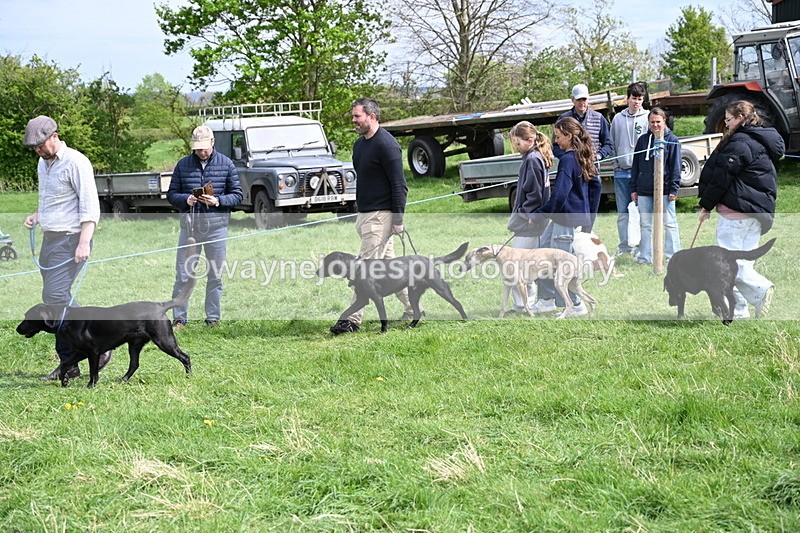 WJ6_8856 - Class 8 Best Working / Gun Dog or Bitch