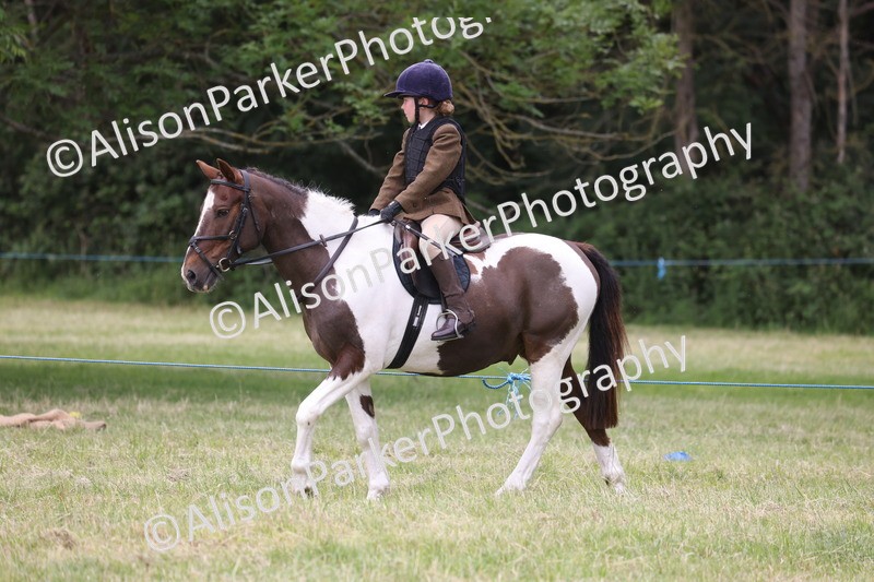 20260614-3159 - Class 22 - Open Working Hunter